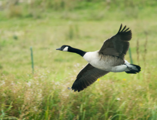 Flying goose