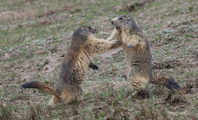 marmotte danse 06 2018