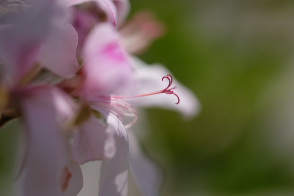 DSCF2206