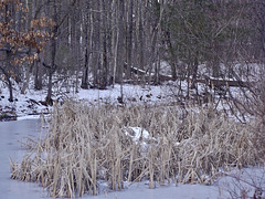 White Bird in the Reeds?