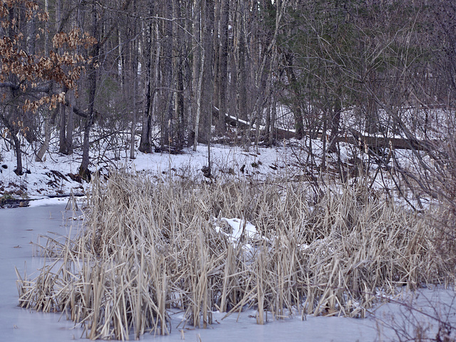 White Bird in the Reeds?