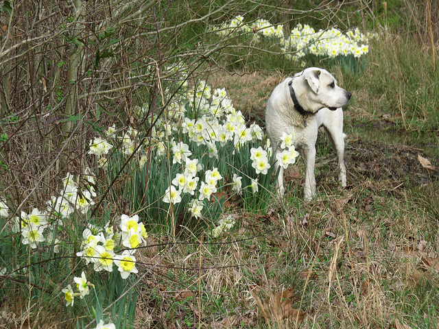 Branco by daffodils