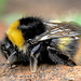 Early Bumble Bee Queen (Bombus pratorum)