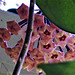 Hoya starting to open the flower