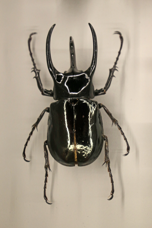 Rhinoceros beetle