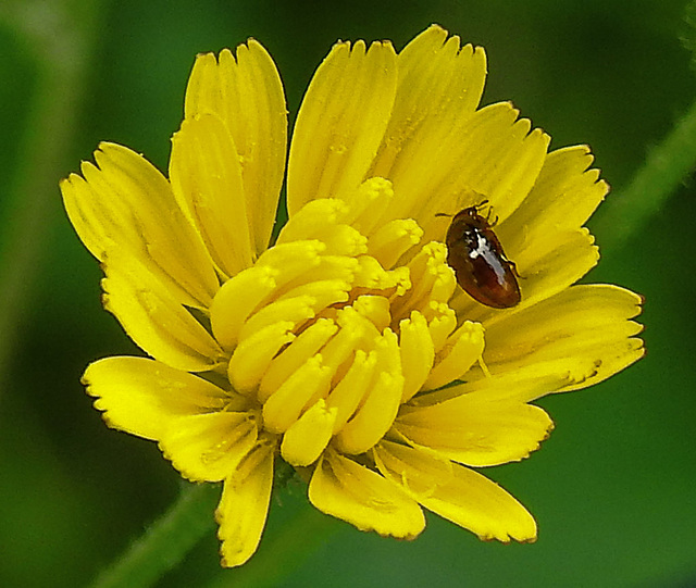 20230624 1212CPw [D~LIP] Kleinköpfiger Pippau (Crepis capillaris), Käfer, Bad Salzuflen