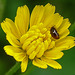 20230624 1212CPw [D~LIP] Kleinköpfiger Pippau (Crepis capillaris), Käfer, Bad Salzuflen