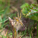 Newly emerged Four Spotted Chaser Dragonfly