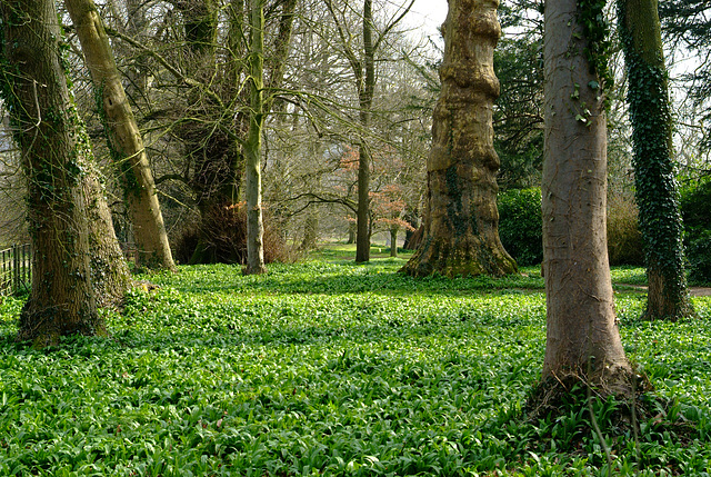 Tree Avenue