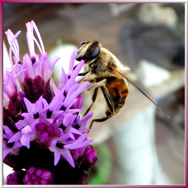 Fleißige Mistbiene. (Eristalis tenax) ©UdoSm