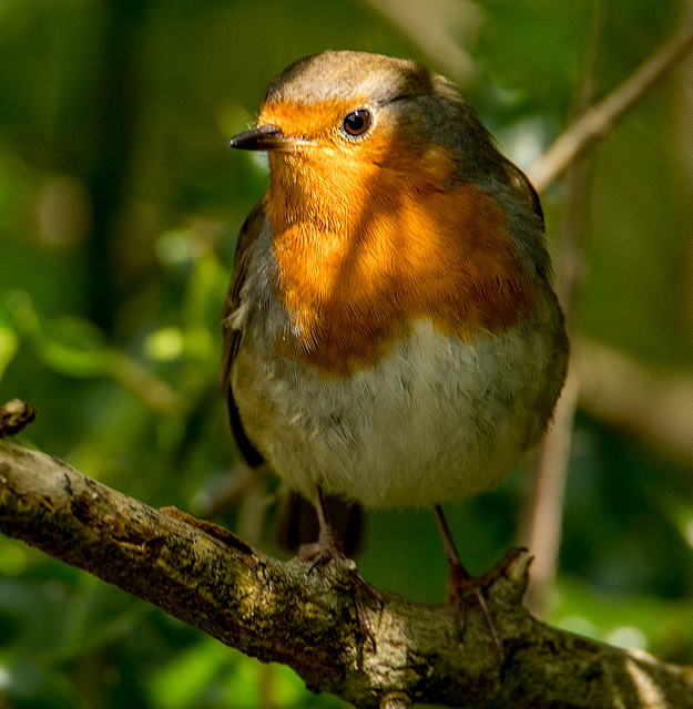 friendly robin