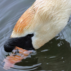 EOS 90D Unknown 13 34 20 12767 MuteSwan dpp