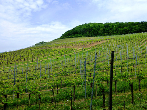 Auf dem Wanderweg Nr. 8