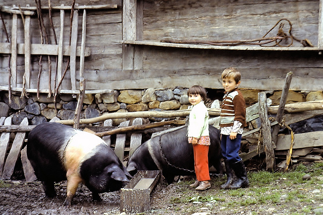 Roumanie (R). Août 1979. (Diapositive numérisée).