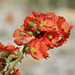 Desert Globemallow