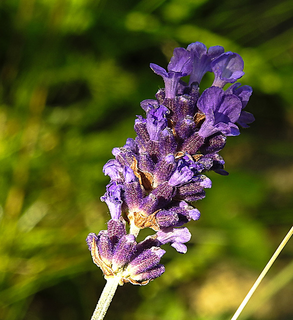 20230624 1215CPw [D~LIP] Echter Lavendel (Lavadula angustifolia), Bad Salzuflen