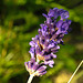 20230624 1215CPw [D~LIP] Echter Lavendel (Lavadula angustifolia), Bad Salzuflen