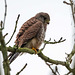 Kestrel