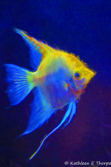 Angel Fish, Florida Aquarium - Topaz Impressionistic Swirley Strokes II