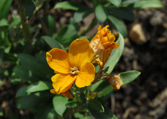 Sugar Rush Wallflower