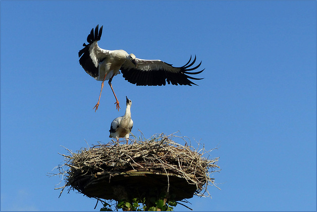 Flying lesson Storks...