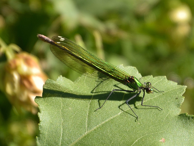 Western Demoiselle f (Calopteryx xanthostoma) DSB 1675