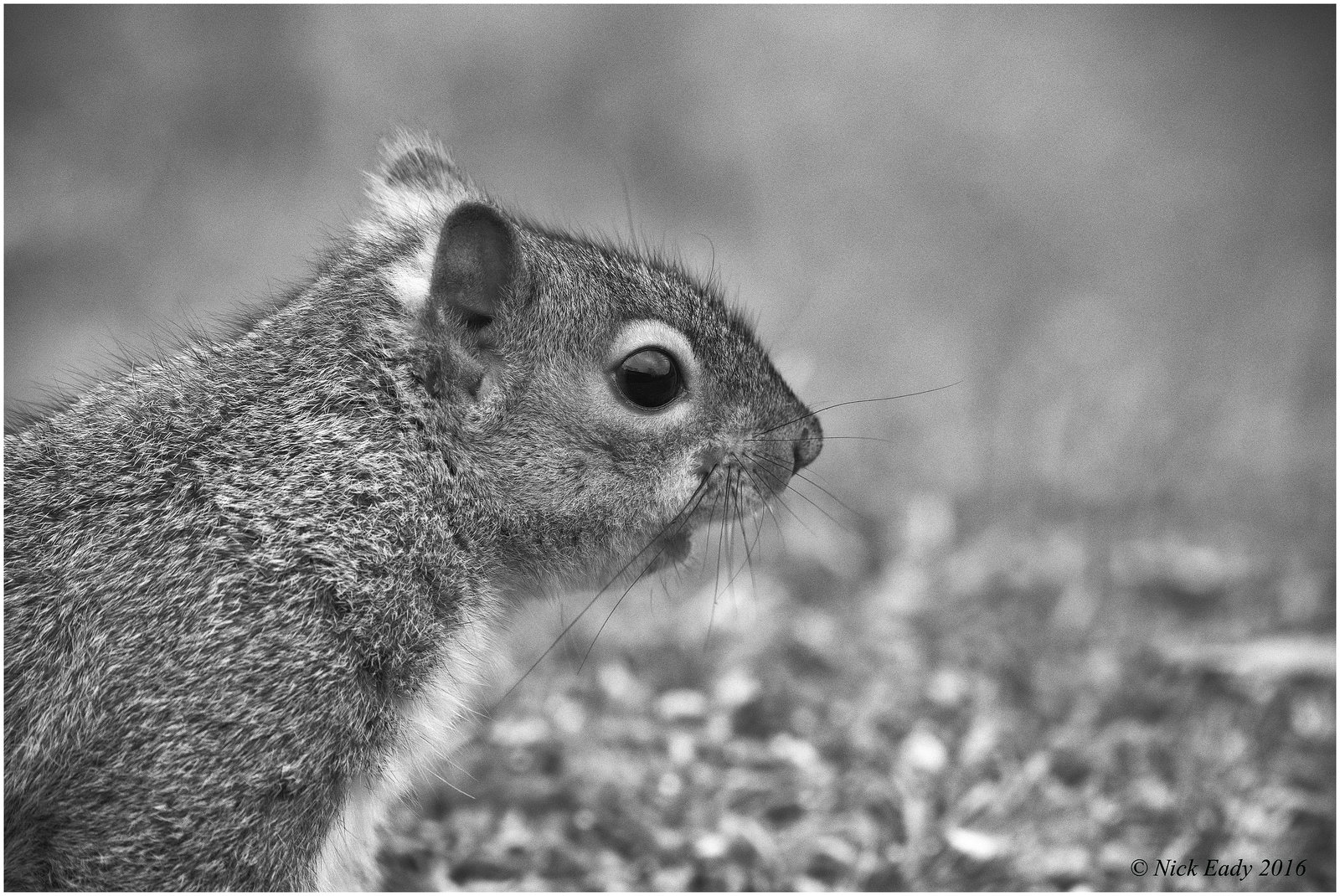 50 shades of.grey squirrel.
