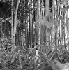 Bamboo grove