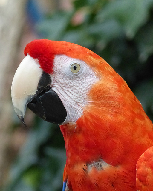 Tropical Birdland (18) - 7 September 2016