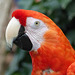 Tropical Birdland (18) - 7 September 2016