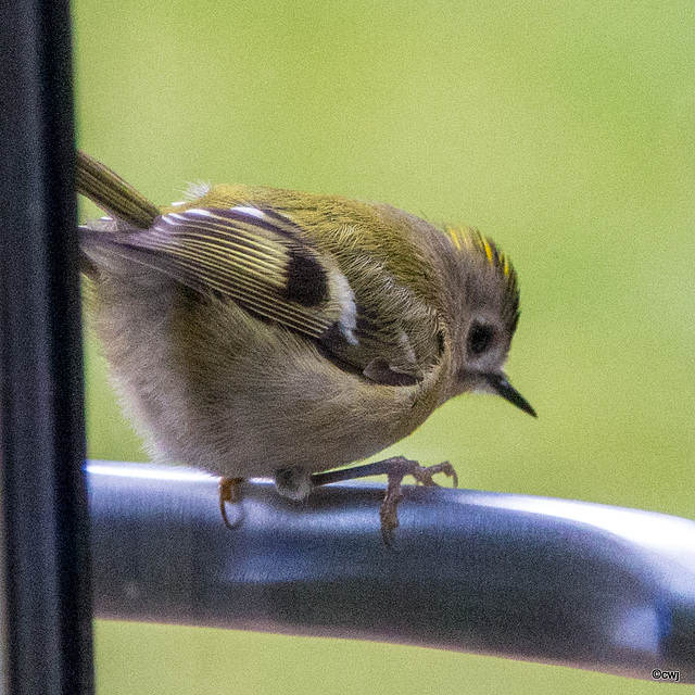 Goldcrest aerobics!