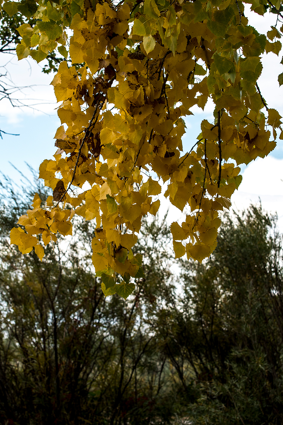 Leaves turning on a tree at the Bosque