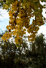Leaves turning on a tree at the Bosque