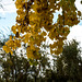 Leaves turning on a tree at the Bosque