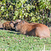 Capybara family