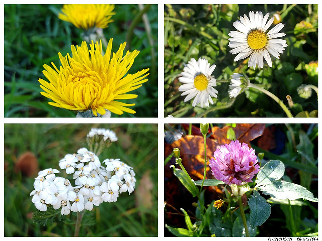 January flowers