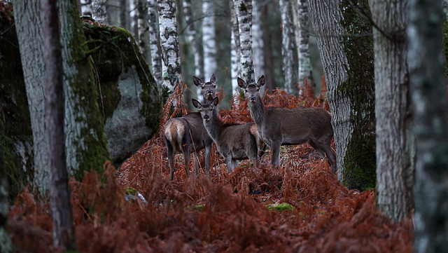 Dans mon jardin, le massif de Fontainebleau...