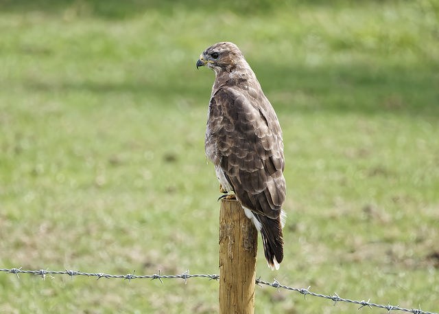 Post sitter Post sitter