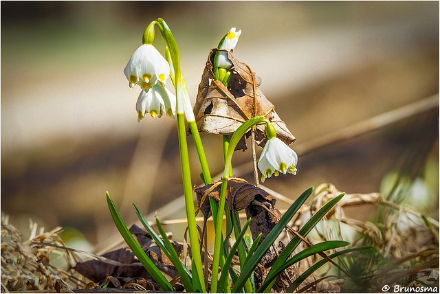 Leggera convivenza di primavera.