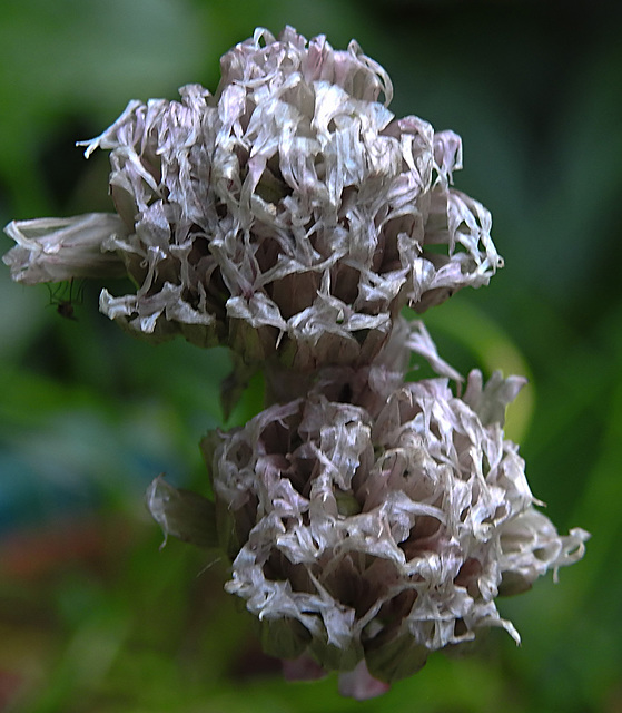 20230624 1216CPw [D~LIP] Schnittlauch (Allium schoenoprasum), Bad Salzuflen