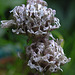 20230624 1216CPw [D~LIP] Schnittlauch (Allium schoenoprasum), Bad Salzuflen