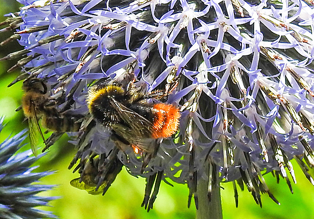 20230718 2350CPw [D~LIP] Kugeldistel, Steinhummel (Bombus lapidarius), Honigbiene, Bad Salzuflen