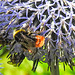 20230718 2350CPw [D~LIP] Kugeldistel, Steinhummel (Bombus lapidarius), Honigbiene, Bad Salzuflen