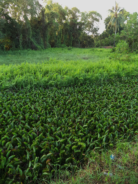 Végétation malaisienne / Malaysian vegetation