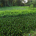 Végétation malaisienne / Malaysian vegetation