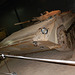 iwmdux (1860)