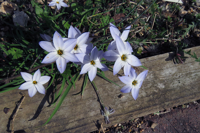 Spring Star Flower