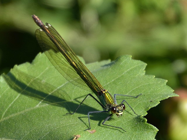 Western Demoiselle f (Calopteryx xanthostoma) DSB 1674