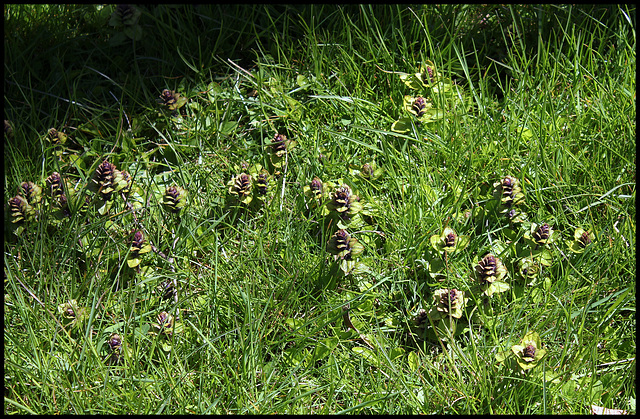 Bugle rampant