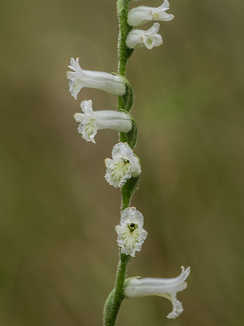 Spiranthes praecox (Grass-leaved Ladies'-tresses orchid or Greenvein Ladies'-tresses orchid)